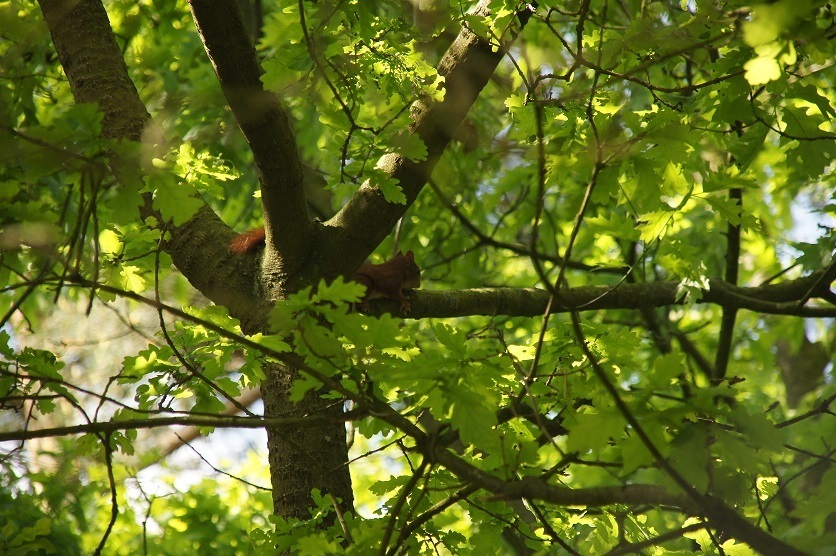 6 persoons vakantiehuis in Nunspeet Veluwe