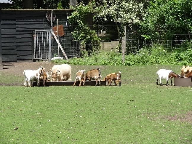 Heerlijk 5 persoons chalet op park in Uddel