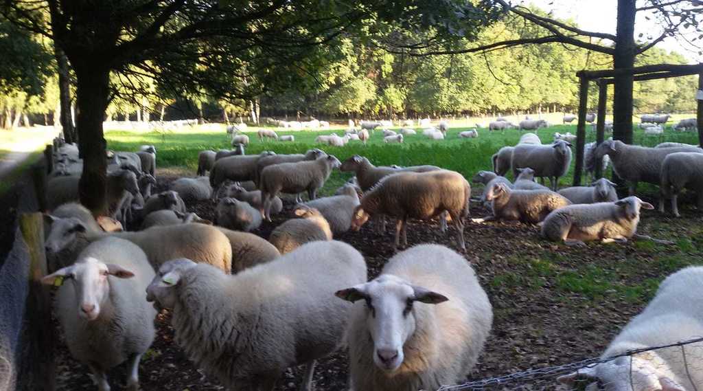 Knus 2 persoons vakantiehuisje in Otterlo Veluwe Knus 2 persoons vakantiehuisje in Otterlo Veluwe